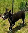 Nikko-Fostered