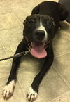 Nikko-Fostered