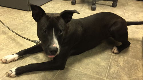 Nikko-Fostered