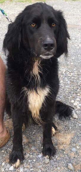 Tuffy-Fostered