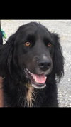 Tuffy-Fostered