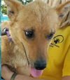 Sara Lee-Fostered