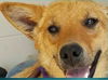 Sara Lee-Fostered