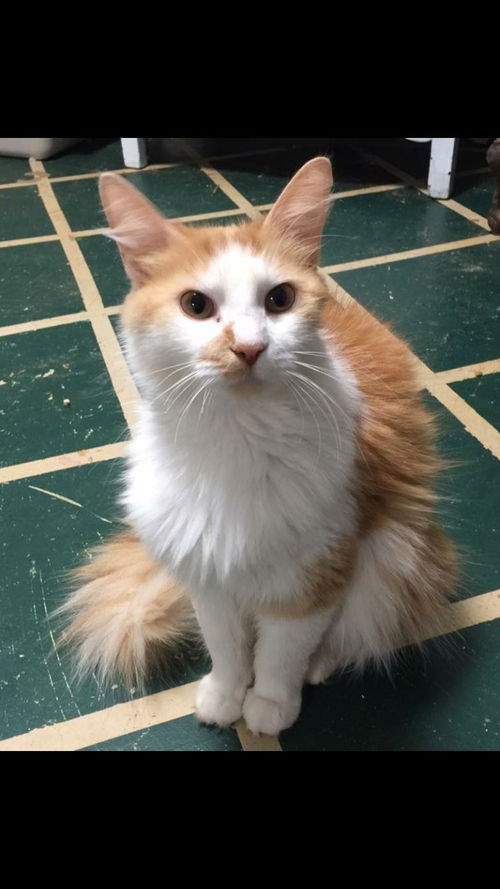 Marigold - Visit her at PetSmart