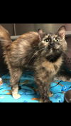 Nicole-Please visit her at Petsmart