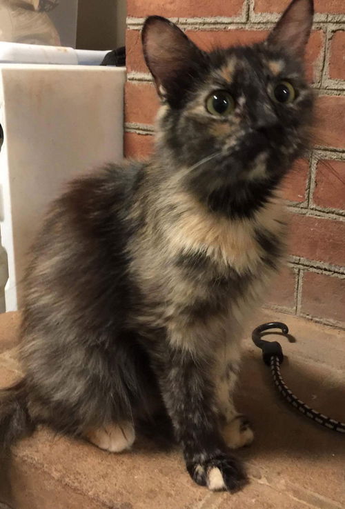 Nicole-Please visit her at Petsmart