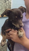 Nugget-Fostered