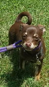 Nugget-Fostered