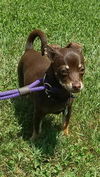 Nugget-Fostered