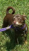 Nugget-Fostered