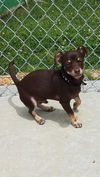 Nugget-Fostered
