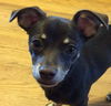 Nugget-Fostered