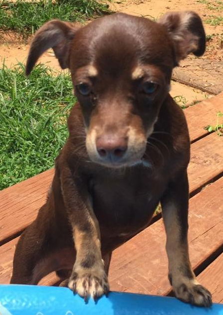 Nugget-Fostered
