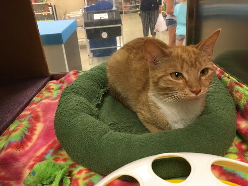 Josie-Fostered