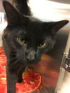 George (cat)-Not at the Shelter