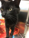 George (cat)-Not at the Shelter