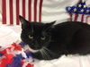 Charlie-Fostered