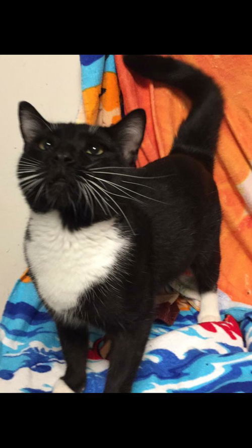 Charlie-Fostered