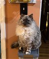 adoptable Cat in rustburg, VA named Luna Lu: Not at the Shelter