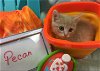 Pecan-Not at the Shelter