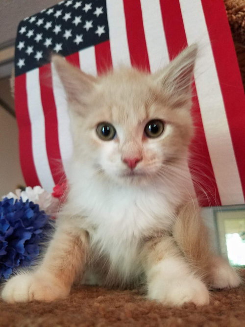 Dodge-Fostered