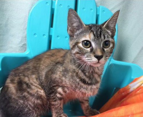 Lynn - Please visit her at Petsmart