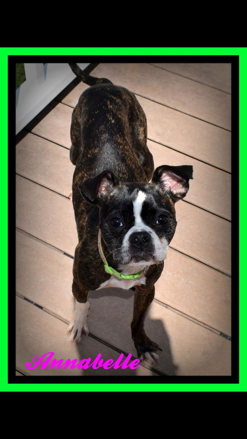 Annabelle-fostered