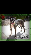 Annabelle-fostered