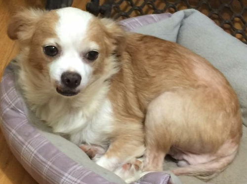Winsome-Fostered