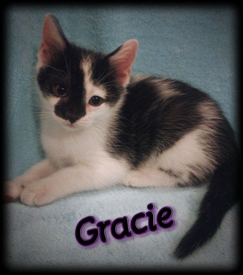 Gracie W- Visit her at PetSmart