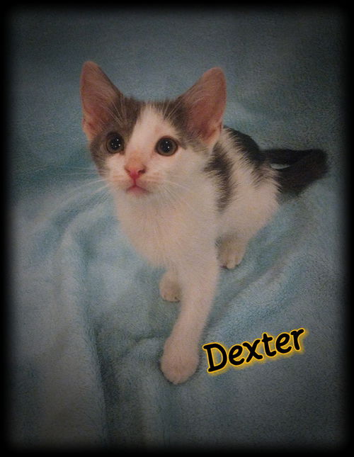 Dexter - Fostered