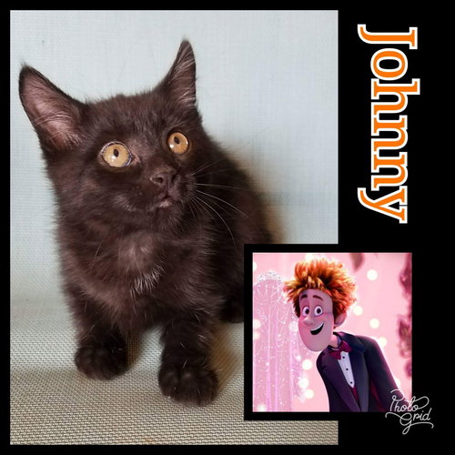 Johnny-Please visit him at Petsmart