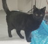 Johnny-Please visit him at Petsmart