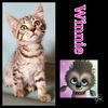 Winnie-Please visit her at Petsmart