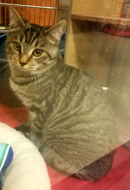 Winnie-Please visit her at Petsmart