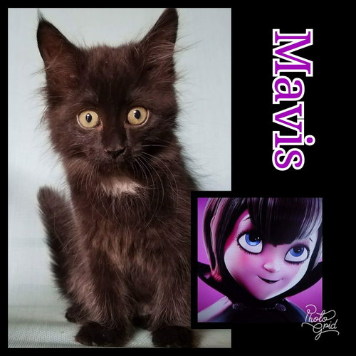 Mavis-Petsmart