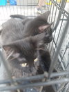 Mavis-Petsmart