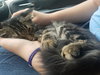 Denisovich-Fostered