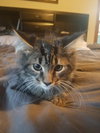 Denisovich-Fostered