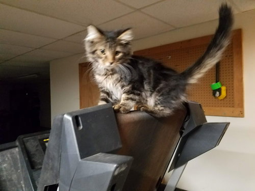 Denisovich-Fostered