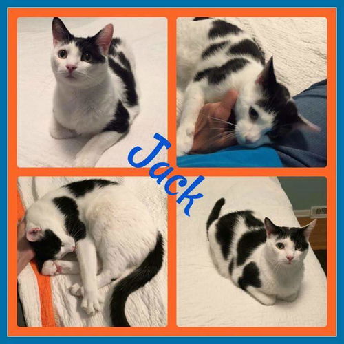 Jack-Fostered