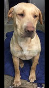 Dustin-Fostered