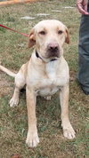 Dustin-Fostered