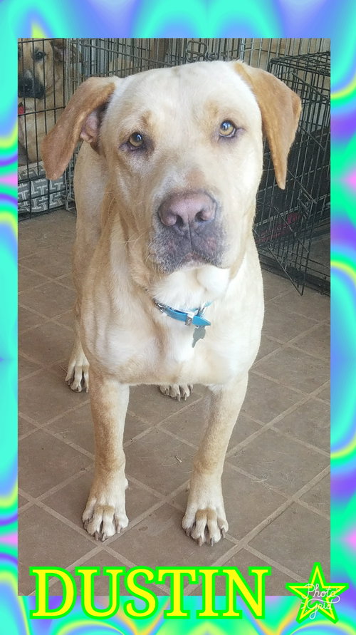 Dustin-Fostered