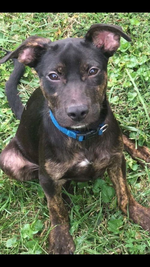 Chandler-Fostered