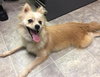 Morgan - Fostered
