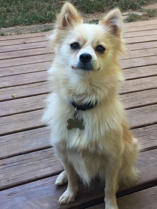 Morgan - Fostered