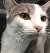 Allie Sophia - Fostered