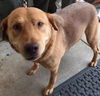 Elsa-Fostered
