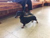 Sneakers-Not at the shelter